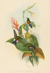 Eriocnemis cupreiventris Puff-Leg ramato