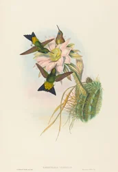 Eriocnemis vestitus Glowing Puff-Leg