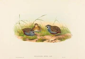 Excalftoria minima Quaglia dal petto blu. Creatori: John Gould, Henry Constantine Richter