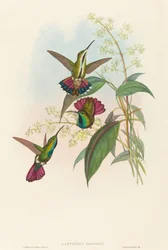 Lampornis prevosti. Creatori: John Gould, Henry Constantine Richter