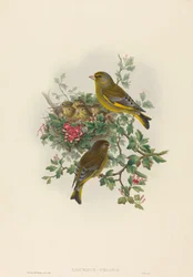 Ligurinus chloris Verdone