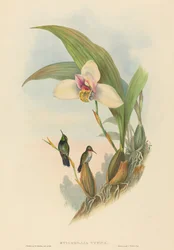 Myiabeillia typica Colibrì di Abeille. Creatori: John Gould, Henry Constantine Richter