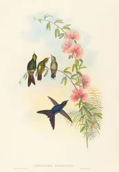 Ramphomicron microrhyncha Beccospino a becco piccolo