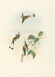 Spathura rufocaligata, colibrì racchetta dagli stivali rossi. Creatori: John Gould, Henry Constantine Richter.