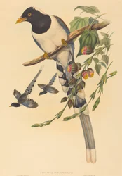 Urocissa magnirostris, probabilmente 1850-1883