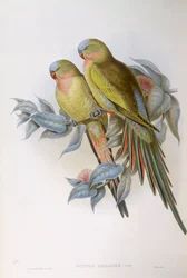 Pappagallo di Alexandra (Polytelis alexandrae), incisione di John Gould