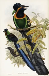 Astrapia di Arfak