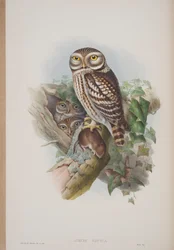 Athene Noctua, tavola da The Birds of Great Britain di John Gould, pubblicato 1862-73