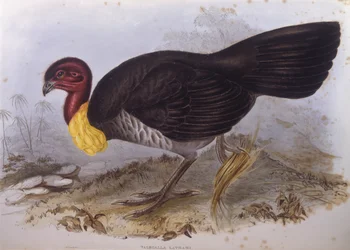 Tacchino spazzola australiano (incisione di John Gould)