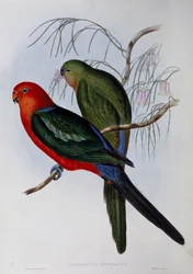 Pappagallo reale australiano (Alisterus scapularis), incisione di John Gould (1804-1881) e Henry Constantine Richter (1821-1902). Regno Unito