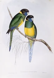 Pappagallo australiano (Barnardius o Platycercus zonarius), incisione di John Gould