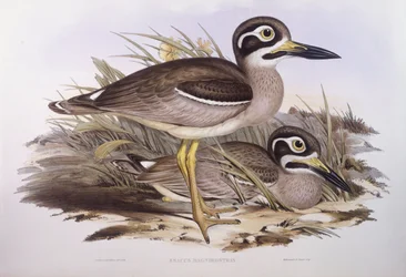 Occhione di spiaggia (Esacus magnirostris o Burhinus giganteus), Incisione di John Gould
