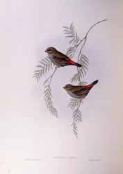 Stagonopleura bella (Stagonopleura bella), Incisione di John Gould