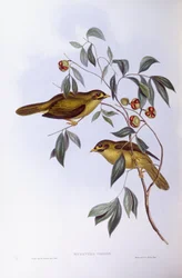 Campanaro minore (Manorina melanophrys), Incisione di John Gould