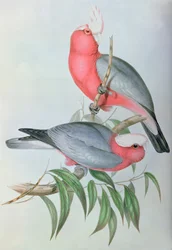 Uccelli dell
