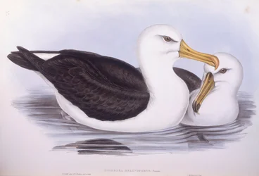 Albatros sopracciglio nero (incisione di John Gould)
