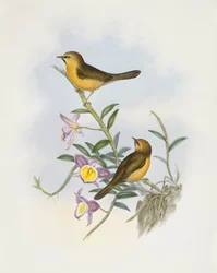 Babbler dal mento nero (Stachyris pyrrhops), Incisione di John Gould