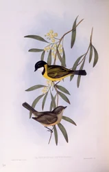 Fischiatore codanera (Pachycephala melanura), incisione di John Gould