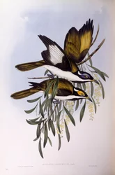 Melifago dalla faccia blu (Entomyzon cyanotis), incisione di John Gould