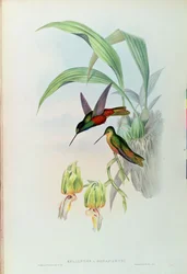 Colibrì stellato di Bonaparte