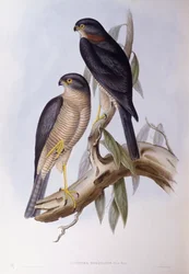 Merlo acquaiolo bruno (Cinclus pallasii), incisione di John Gould