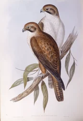 Falco bruno (Falco berigora occidentalis), Incisione di John Gould