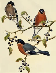 Ciuffolotto (Pyrrhula pyrrhula), incisione di John Gould (1804-1881), Regno Unito
