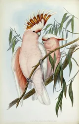 Cacatua leadbeateri, 1848-1869
