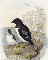 Pulcinella di mare (Alle alle), Incisione di John Gould