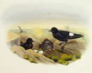 Uccello delle tempeste europeo (Hydrobates pelagicus), Incisione di John Gould