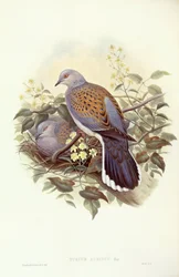 Tortora europea (Streptopelia turtur), Incisione di John Gould