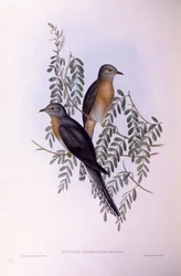 Cuculo ventaglio (Cacomantis flabelliformis), Incisione di John Gould