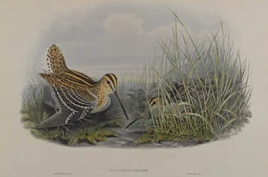 Gallinago Major - Beccaccino maggiore