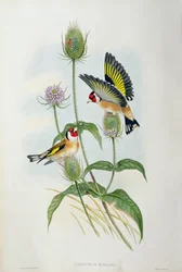 Cardellino (Carduelis Elegans)