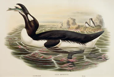 Grande Auk Pinguinus impennis, incisione