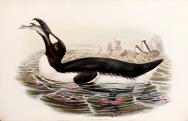 Grande Auk, da "Gli uccelli della Gran Bretagna", pubblicato a Londra 1862-73