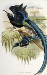 Grande uccello del paradiso dal becco a falce