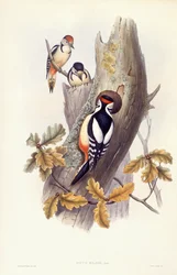 Picchio rosso maggiore (Dendrocopos major), incisione di John Gould