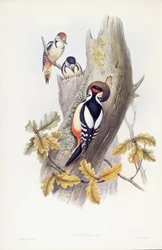 Picchio rosso maggiore (Dendrocopos major), Incisione di John Gould