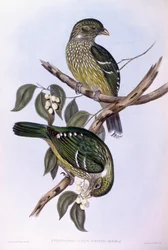 Uccello gatto verde (incisione di John Gould)