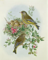 Verdone, 1873