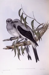 Cucal grigio (Coracina maxima), Incisione di John Gould