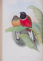 Harpactes kasumba, tavola da The Birds of Great Britain di John Gould, pubblicato 1862-73