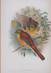 Harpactes oreskios, tavola da The Birds of Great Britain di John Gould, pubblicato 1862-73