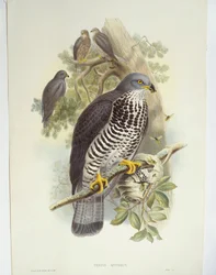 Pernice (Pernis apivorus), illustrazione
