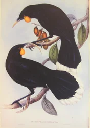 Illustrazione della coppia Huia