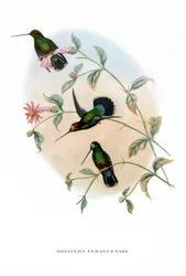 Colibrì - Veruguan Lance-Bill, uccelli dalla Costa Rica, incisione dal libro di John Gould (1804-1881) "Uccelli tropicali"