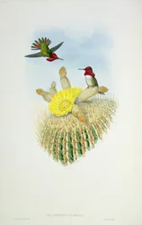 Colibrì, inciso da Walter e Cohn