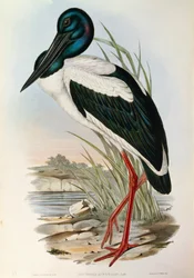 Illustrazione da "The Birds of Australia" di John Gould rappresentante Black-necked Stork Ephippiorhynchus asiaticus