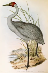 Illustrazione da "The Birds of Australia" di John Gould rappresentante Brolga Grus rubicunda